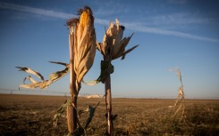 These withered corn stalks are in a bone-dry field in Nebraska, which like much of the US Midwest has gone months without rain