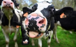 Researchers extracted the mucus from the salivary glands of cows and turned it into a gel that binds to and constrains viruses