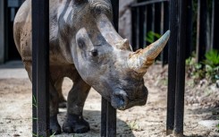 There are only around 20,000 southern white rhinos left, the WWF says