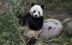 Reproduction among pandas is particularly difficult in captivity. File photo 