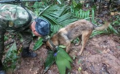 A photograph released by Colombia's armed forces shows soldiers and sniffer dogs searching for the missing children