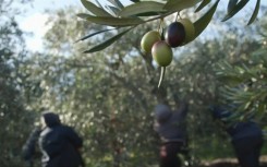 South Africa enters the luxury olive oil market