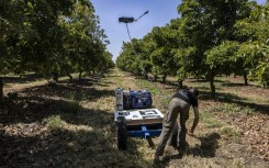 A drone with a pollination device is seen in action at the kibbutz in Eyal