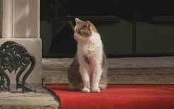 Red carpet, Larry the cat await US President at Downing Street