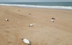 Dead penguins are scattered on the beach Barra Laguna de Rocha in Uruguay on July 20, 2023