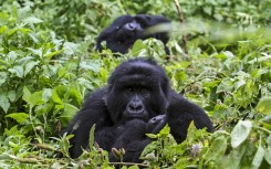 A post-mortem examination has been performed on the four mountain gorillas who died on 3 February in Mgahinga National Park in southwest Uganda.