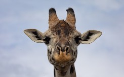 File: A closeup of a giraffe. Wikimedia Commons/Markrosenrosen