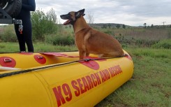 A K9 search-and-rescue dog. eNCA