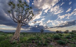 Quiver tree or kokerboom Kenhardt in Northern Cape, South Africa. 