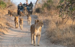 Tourists on an open safari vehicle viewing lions. GettyImages/RudiHulshof