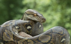 File: A reticulated python. AFP/Mark Kostich