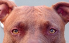 File: A Pitbull. JOEL ROBINE / AFP