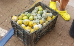 Rotten lemons seen in a basket. eNCA/Hloni Mtimkulu