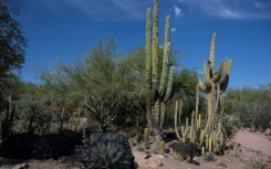 In July, Arizona's capital Phoenix experienced the hottest month ever for a US city