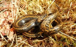 A specimen of a previously unknown species of snake that has been named after the actor Harrison Ford 