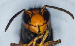 The Asian hornet has spread to Europe and the US, probably in freight cargo