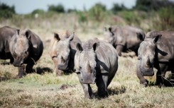 South Africa is home to o nearly 80 percent of the world's rhinoceroses