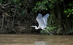 A bird flies over a river in the Waorani Community of Bameno, Ecuador, on July 30, 2023