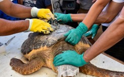 A 2015 study by the University of Queensland in Australia found that the majority of the world's sea turtle population was consuming plastic