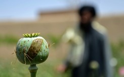 Taliban authorities vowed to end illegal drug production in Afghanistan and banned the cultivation of the poppy plant, from which opium and heroin are extracted