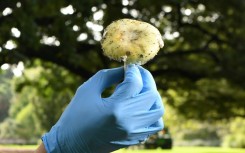 The deadly death cap mushroom is easily mistaken for edible varieties