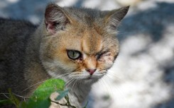 An animal shelter in China's Jiangsu province is home to scores of cats rescued from the country's underground meat trade