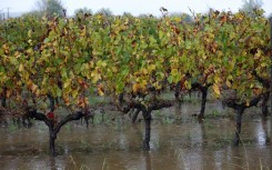 Powerful storm Ciaran flooded vineyards in Bordeaux 