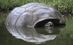 Endangered giant Galapagos tortoises continue to swallow plastic and other human waste despite a ban on disposable plastic items in the Ecuadoran archipelago