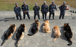 The Armed Police Force held a special ritual to honour and worship their canine force