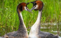 A "weird puking bird" with a bizarre mating dance has won New Zealand's annual avian beauty contest