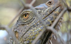 Thailand's Department of National Parks, Wildlife and Plant Conservation said 134 iguanas had been captured in Lopburi alone