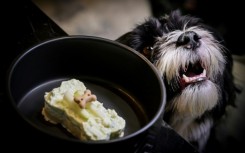 Pepe, a four-year-old Bichon with a naughty face, licks every last crumb off his elegant black bowl