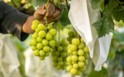 Japan has been developing new fruit varieties since the 1920s