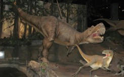 The Gorgosaurus is a member of the tyrannosaurid family that also includes the T-Rex