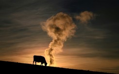 Methane, often from farm animals, is the second biggest contributor to climate change 