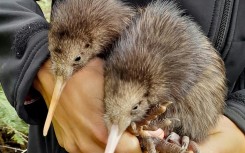 Kiwi chicks have been born in the wilds around Wellington for the first time in more than a century