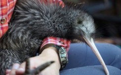 Kiwis are under threat in New Zealand, where dogs are the among the main predators of the native flightless birds in the wild