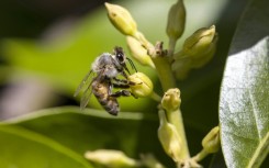 Some insects – such as ants and bees – navigate visually based on the intensity and polarisation of sunlight 