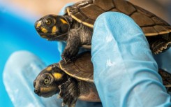 Among the reptiles were baby Arrau turtles -- the largest river turtle in South America -- and the yellow-spotted river turtle, which were found in small transparent plastic containers inside cardboard boxes