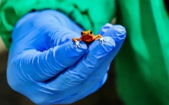 A member of Colombia's national police shows one of the frogs seized at the Bogota airport on January 28, 2024, in a picture released by Bogota's Environment Secretary