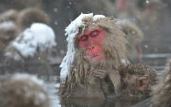 Snow monkeys are the most northerly living non-human primates