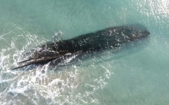 An aerial view of an old shipwreck on the shore of Cape Ray, Newfoundland and Labrador, Canada on January 30, 2024