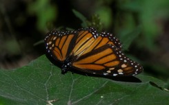 A monarch butterfly is seen at the Rosario Sanctuary in Mexico's Michoacan state