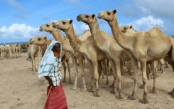 The project's backers hope to ease the financial burden on pastoralists