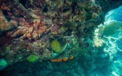 When the water is too warm, coral expel their algae and turn white, an effect called "bleaching" that leaves them exposed to disease and at risk of dying off