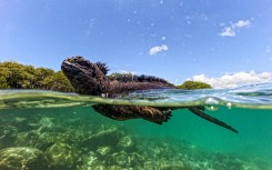 A marine iguana (Amblyrhynchus cristatus) is seen in Tortuga Bay at Santa Cruz Island, part of the Galapagos archipelago in Ecuador