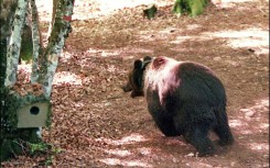 Pyros was introduced into the mountains that straddle France and Spain in 1997 after the indigenous population was hunted to the point of extinction