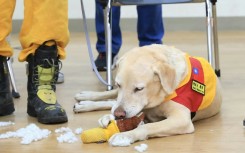 Roger is not above destroying the occasional chew toy