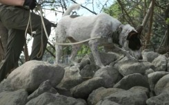 Paw responders: Philippines trains pet dogs for search and rescue