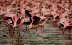 Three-quarters of the world's lesser flamingos live in East Africa 